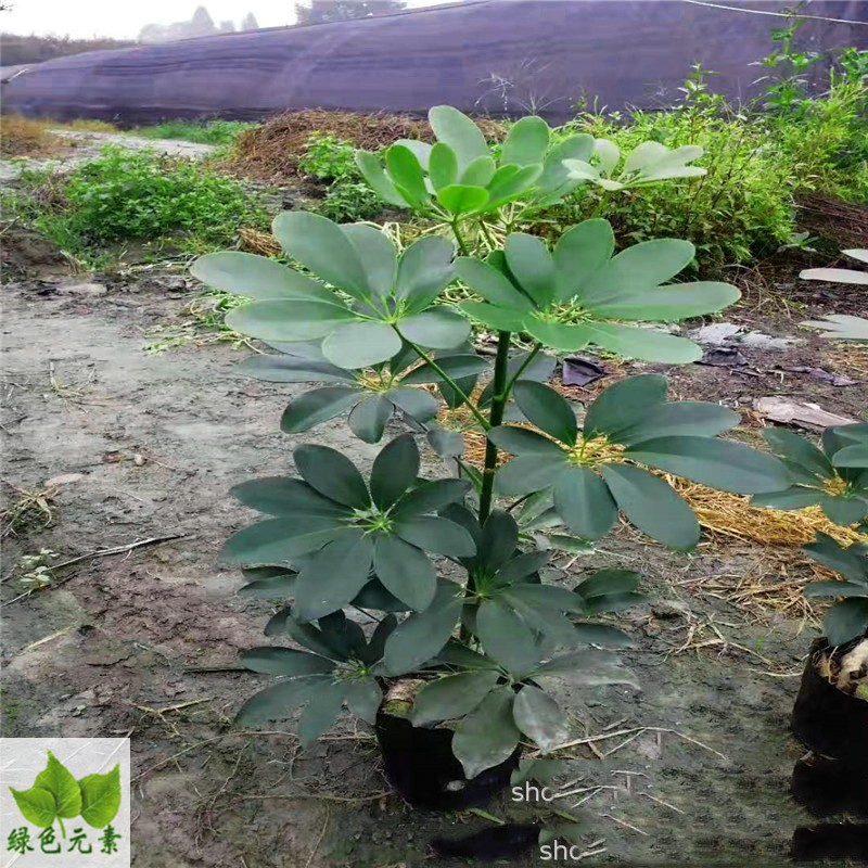 四川苗木销售鸭脚木工程苗木