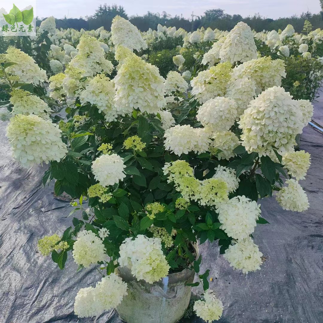 成都园林绿化苗木销售圆锥木绣球花园庭院开花植物花园设计施工
