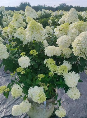 成都园林绿化苗木销售圆锥木绣球花园庭院开花植物花园设计施工