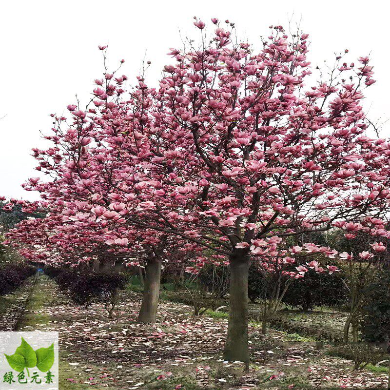 户外庭院植物高杆红花玉兰花景观绿化工程苗木户外乔木开花植物大