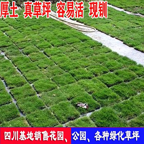 四季青草坪台湾二号号草坪真草皮