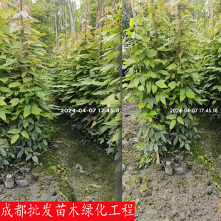 成都园林绿化苗木销售油麻藤蔓绿植四季常绿爬藤植物花园别墅花