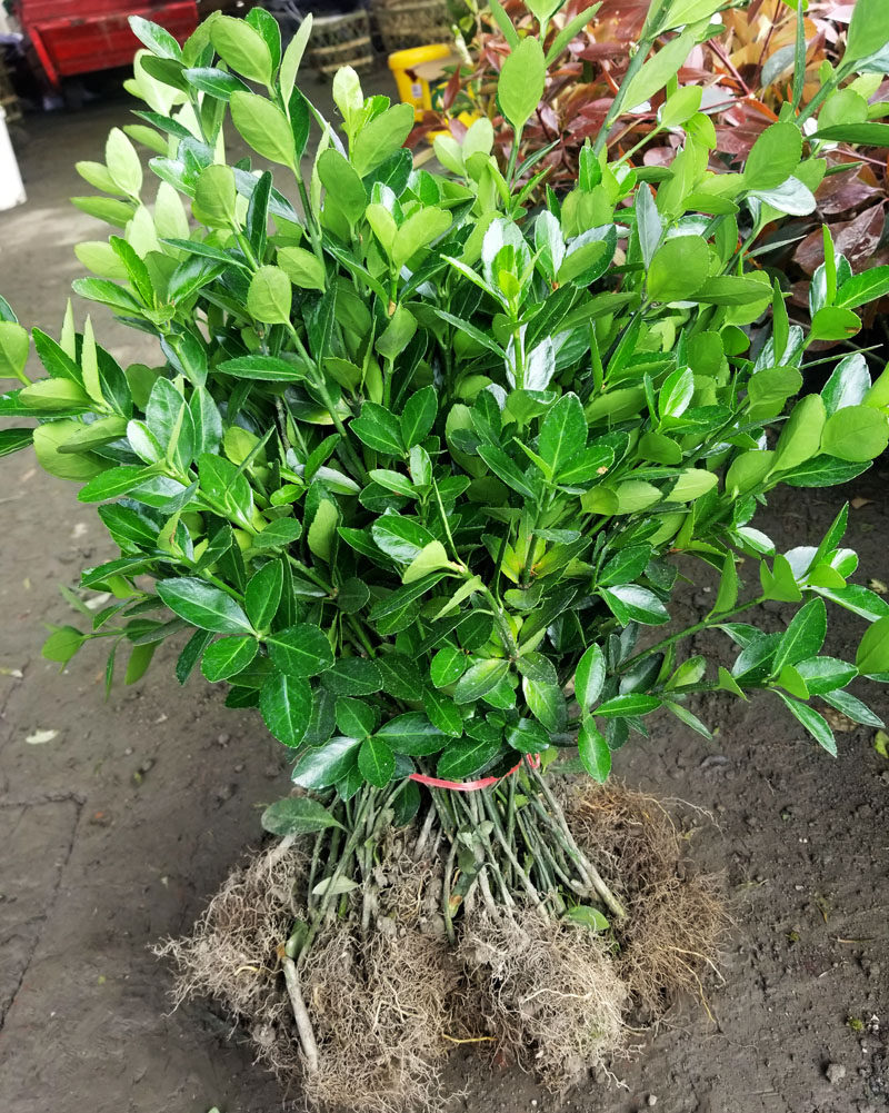 成都苗木销售大叶黄杨小树苗木本万年青四季常绿行道树工程苗木花