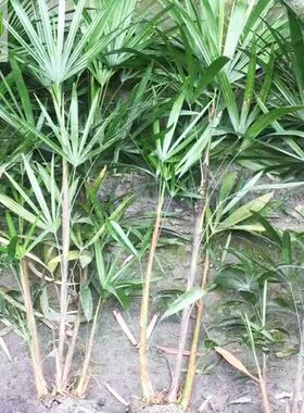 户外植物苗木盆景四季花卉绿化