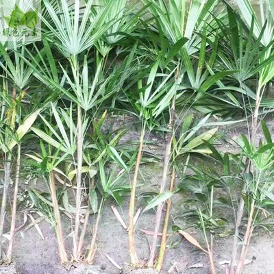 户外植物苗木盆景四季花卉绿化