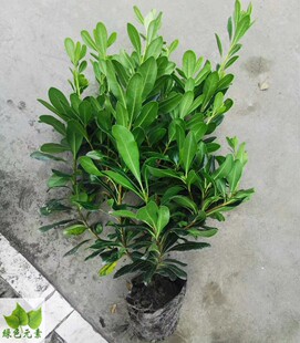 四川户外苗木销售海桐花苗绿化工程苗木行道树地被植物四季常绿