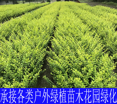 苗木四季常绿金叶女贞工程苗木