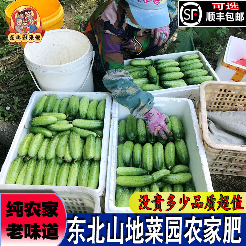 东北老式旱黄瓜水果汉小黄瓜扭新黄瓜