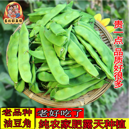 到来福山地露天油豆角