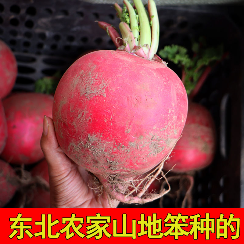 东北农家笨种大萝卜山地原生态