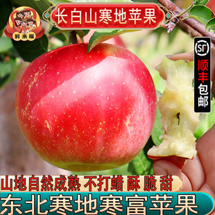 糖心大苹果平果 现季 东北寒富苹果5斤水果新鲜当季 整箱红脆甜应季