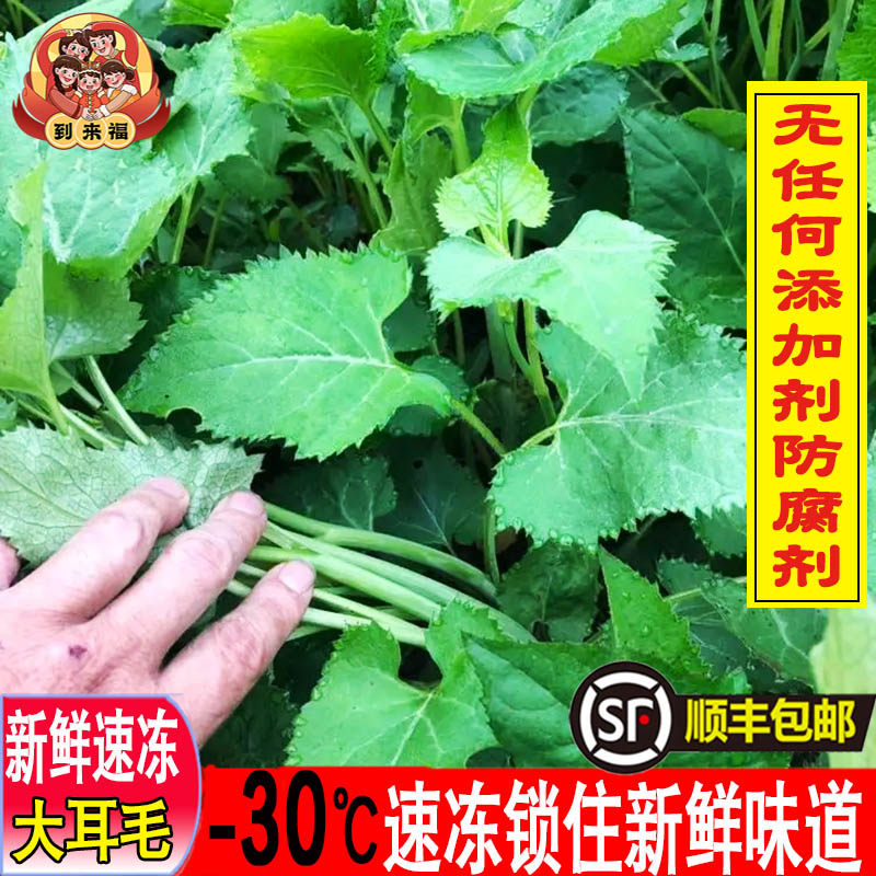 山野菜速冻东风菜东北特产大耳毛山野菜无添加剂顺丰包邮拌菜酱菜