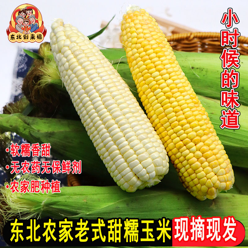 正宗东北黄粘玉米新鲜香甜带皮白糯玉米棒苞米苞谷现摘5斤图片