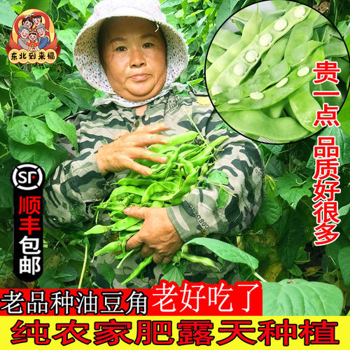 到来福油豆角现摘现发