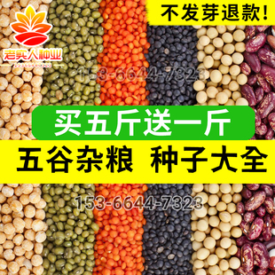 食用五谷杂粮蜜源甜荞麦种籽苦荞麦种子红高粱大麦小麦青稞种绿豆