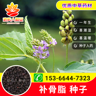 新采摘补骨脂种子骨脂故子故脂子故之子补骨鸱黑故子种籽中药材