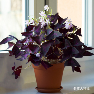 紫叶酢浆草种球籽子盆栽多年生幸运草庭院绿植盆栽四季开花花期长