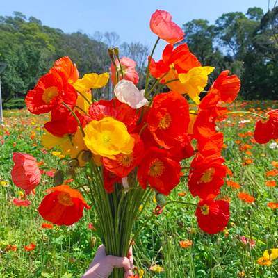 冰岛虞美人花种子耐热旱见土就活