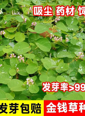 广西广金钱草种子大叶金钱草种籽落地金钱马蹄香黄疸利湿净化空气