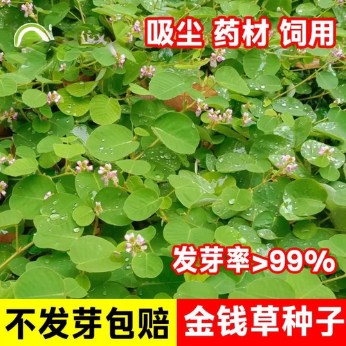 广西广金钱草种子大叶金钱草种籽落地金钱马蹄香黄疸利湿净化空气