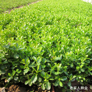 小叶瓜子黄杨种子种籽卫矛种子万年青金边黄杨种籽围栏篱笆树种子