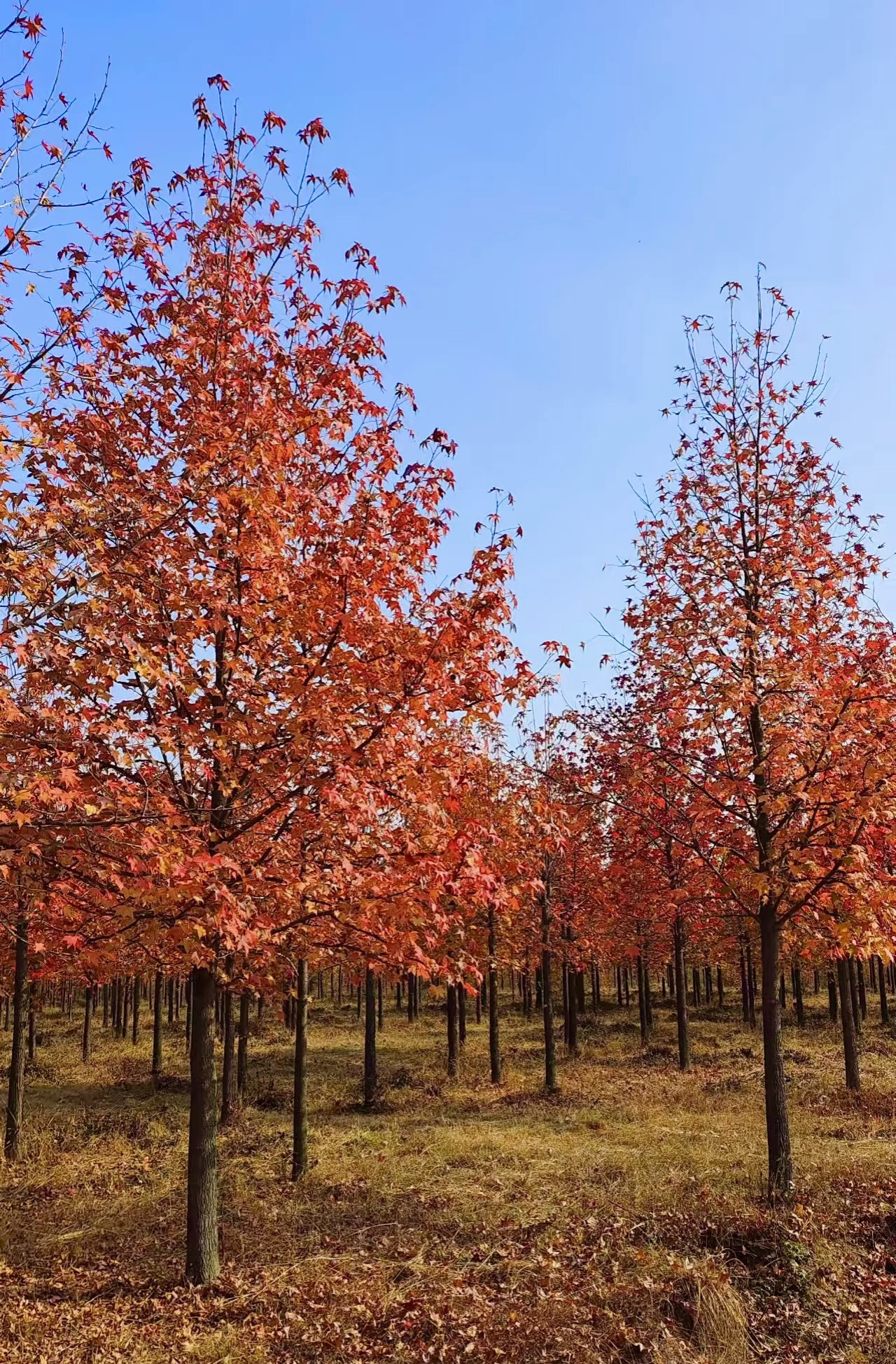 枫香种子彩色树种籽绿化苗木风景苗美国北美枫香树种子林木种孑