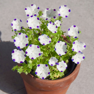 喜林草种子籽蓝色花朵四季播种阳台盆栽开花易活庭院粉蝶花籽种子