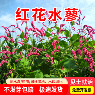 水红花种子蓼实子药材四季播种当季新籽水荭草子湿地水边红蓼种子
