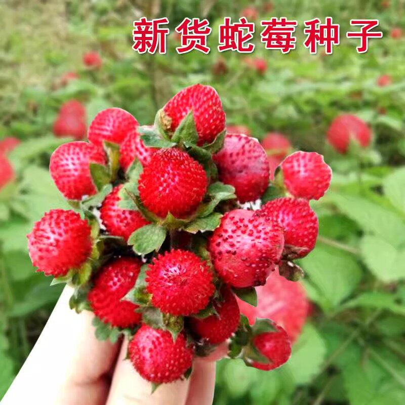 蛇莓草籽种子野果草莓多年生园林地被花籽庭院盆栽四季苗花卉药材