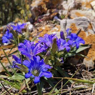 秦艽种子四季种植易活多年生中药材麻花萝卜艽小秦玖左秦艽种籽