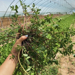 食用马齿笕种子保健野菜长寿菜野生食用马齿苋阳台四季青菜菜籽子