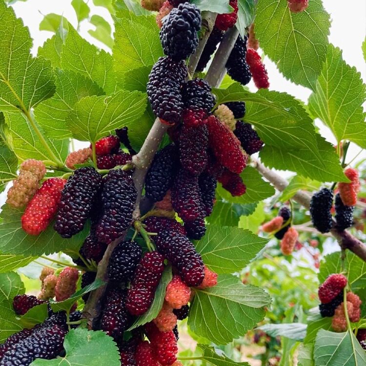 桑树种籽饲料桑大叶蚕桑农桑果桑树杂交桑种子四季种植野生桑葚子