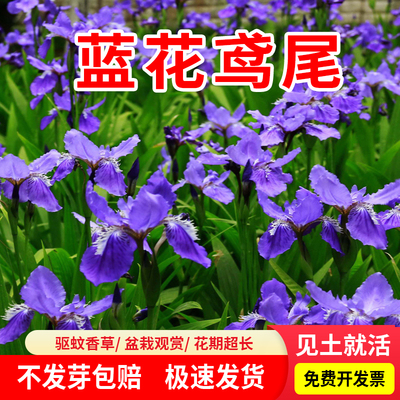 蓝花鸢尾芽率高量大批发夏季观赏