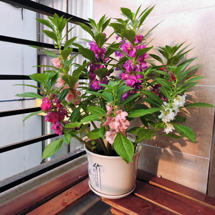 凤仙花种籽子混色指甲花景观盆栽庭院花种籽子四季播种开花耐旱寒