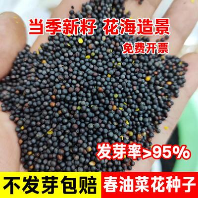 油菜花种子矮杆观赏榨油油菜籽孑