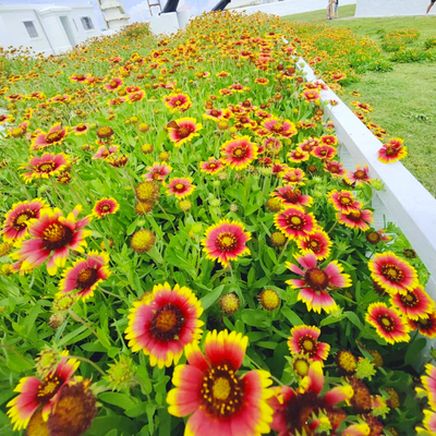 天人菊花种子耐寒耐盐碱宿根花籽