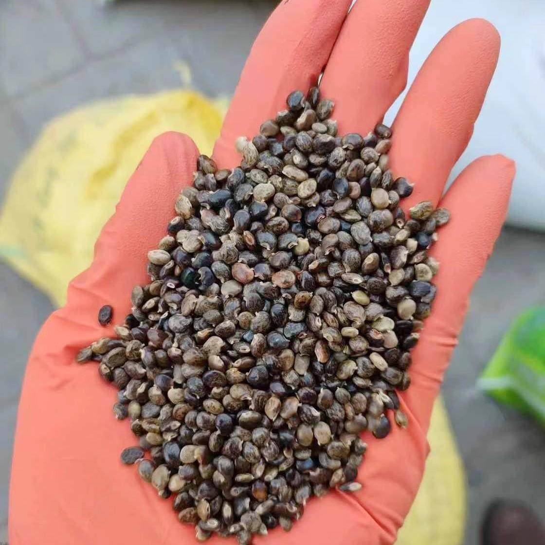 鸡骨草种子新货产量高带毛小叶大黄草黄头草黄食草黄仔强种籽3