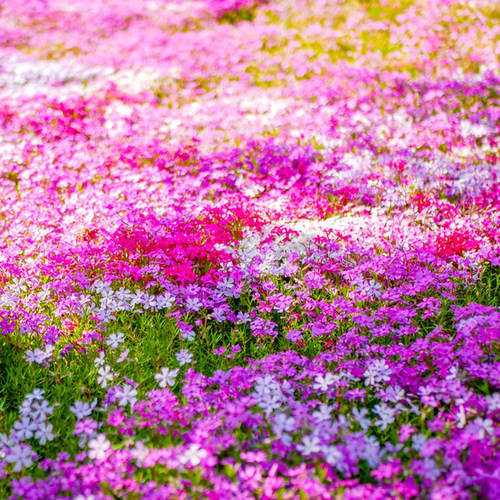 福禄考种子芝樱花种籽子易活矮生