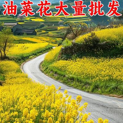 黄色油菜籽种子油菜花种子食用榨油绿肥观赏花海绿化花海蜜源包邮