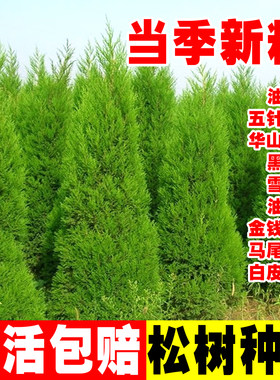 油松种子松树雪松黑松马尾松种籽