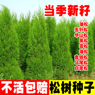 油松种子松树种籽雪松黑松金钱松马尾松湿地松华山松白皮松落叶松