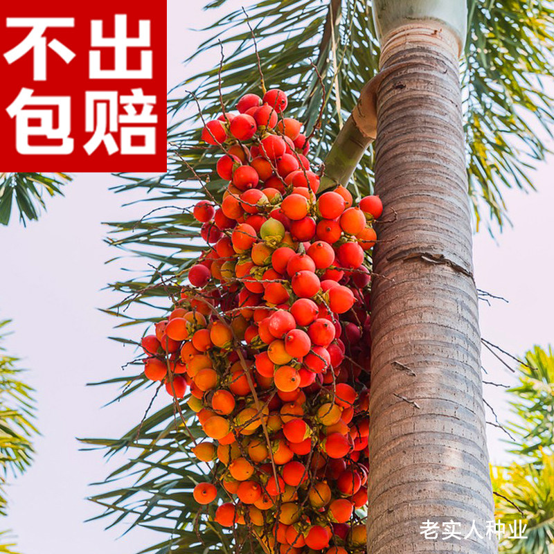 槟榔种子林木种籽宾门大腹子水果树热带国产四季春季行道树种孑