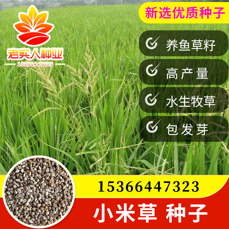养鱼草籽小米草种子水草种籽虾蟹高产牧草池塘耐水淹湖南稷子耐旱