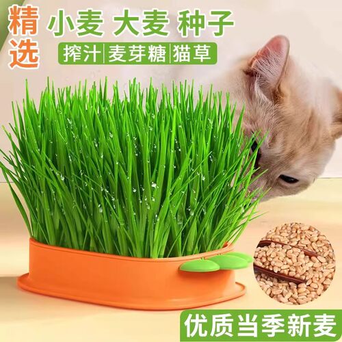 小麦猫草种子四季播种大麦燕麦籽