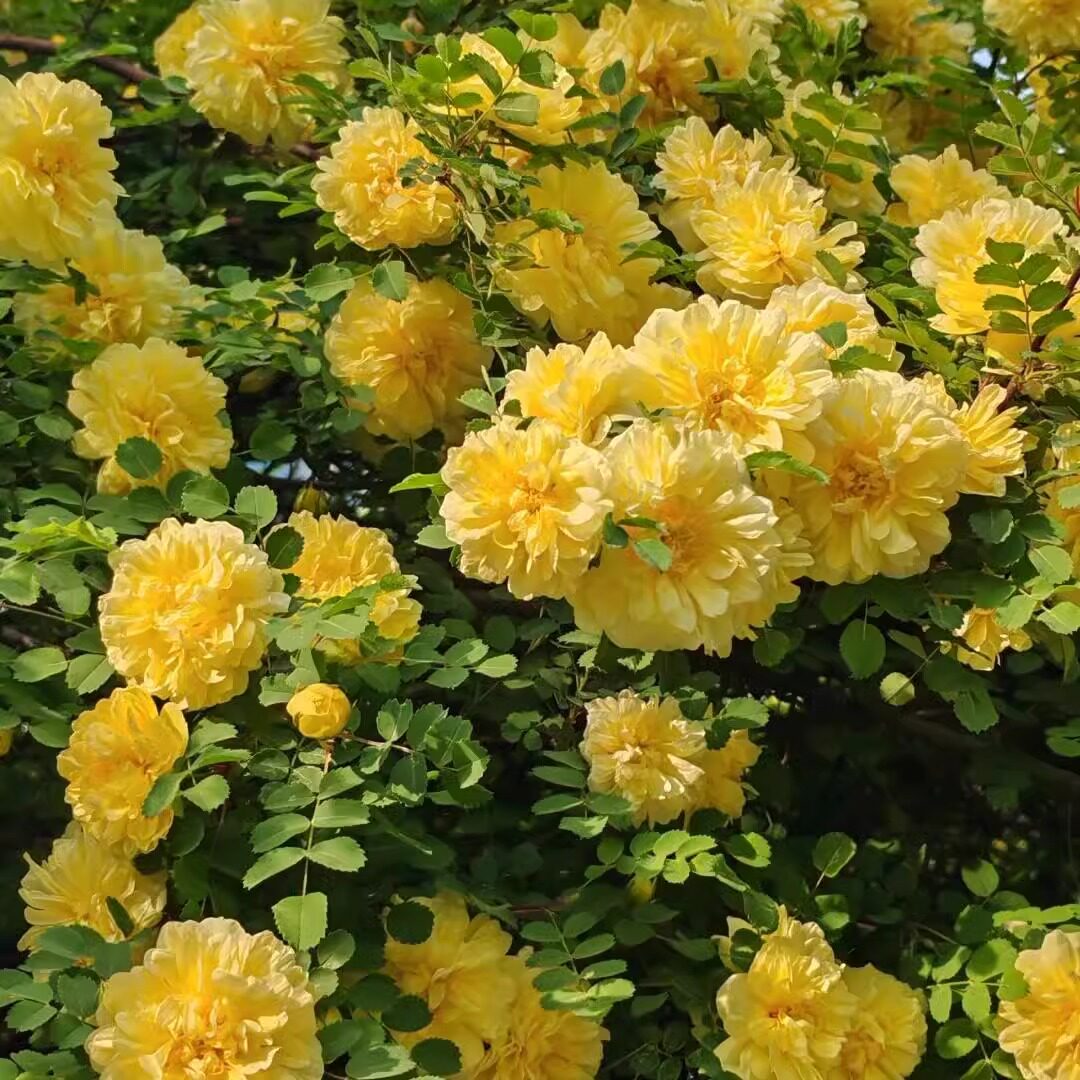 红刺玫种子玫瑰花园林绿化观赏开花当年新采种大花藤本黄刺玫种籽