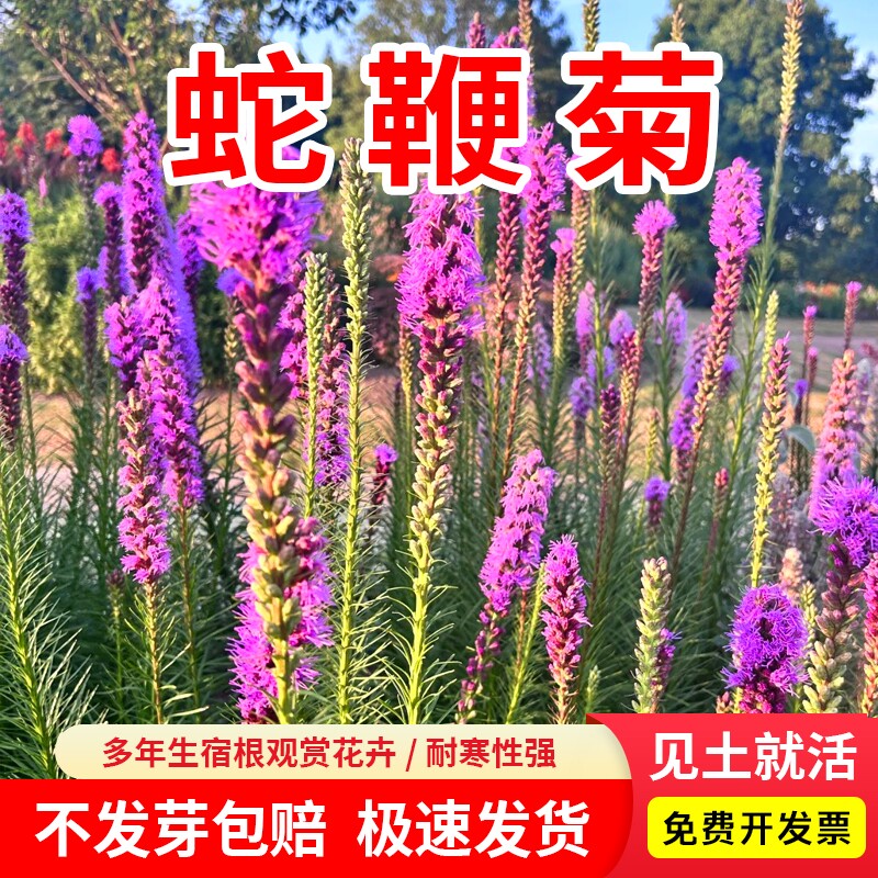 蛇鞭菊花种子春夏秋播种多年生庭院室内盆栽花耐寒紫色花卉种籽