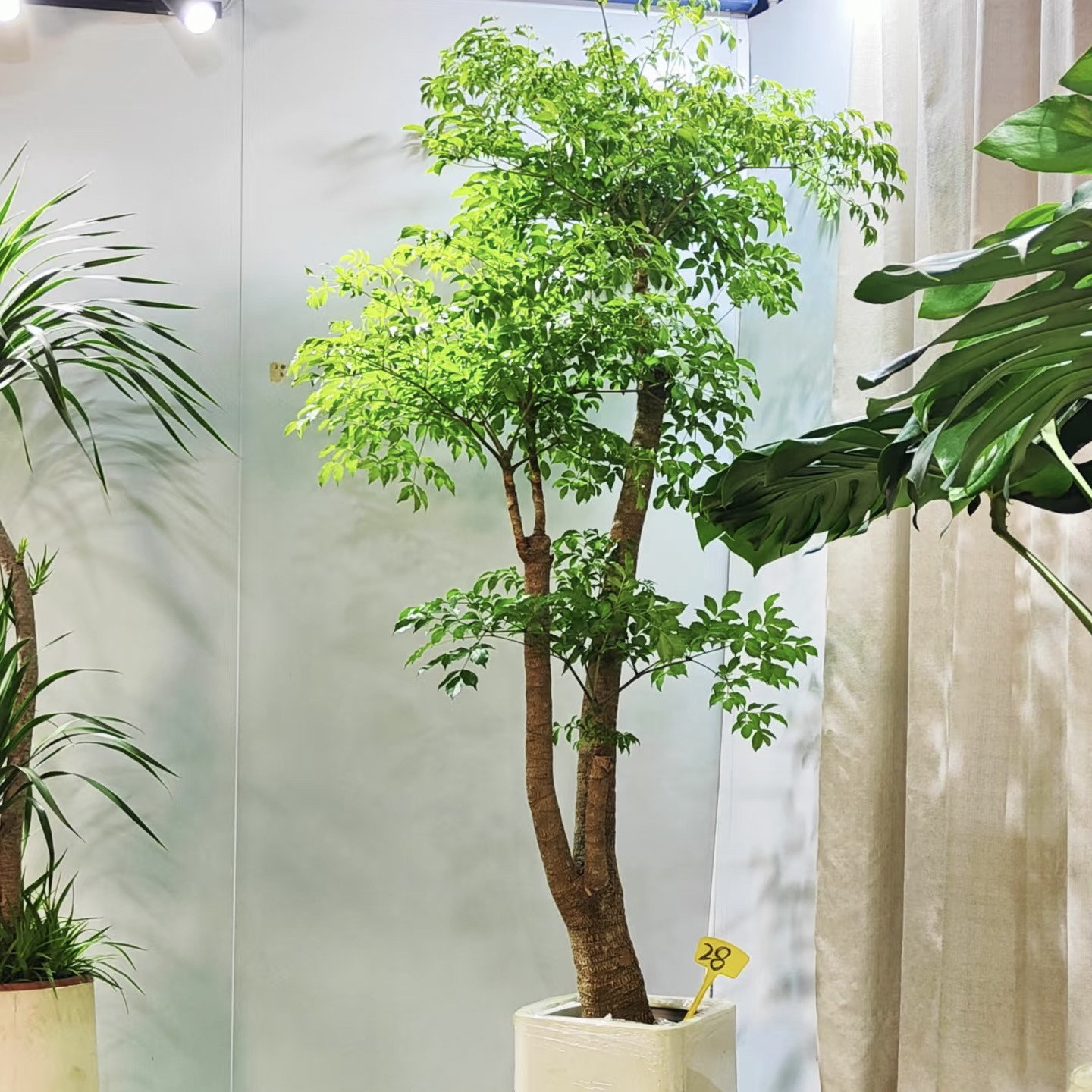 幌伞枫种子籽盆栽室内客厅办公室四季常青植物大型绿植花卉种籽子