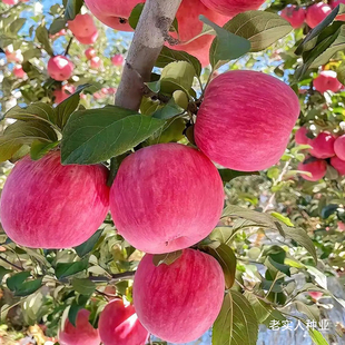苹果种子梨树种子四季水果种籽庭院绿化室内盆栽 梨树种子包邮