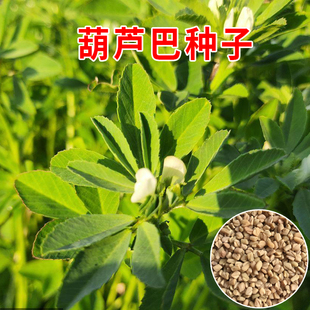 葫芦巴种子 胡芦巴胡卢巴一年生叶宝菜籽别称香草香豆种子可入药
