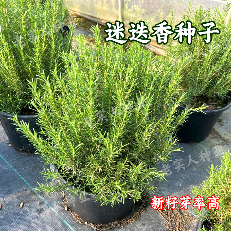 迷迭香种子香草种籽驱蚊草盆栽室内客厅办公室盆栽四季常青植物